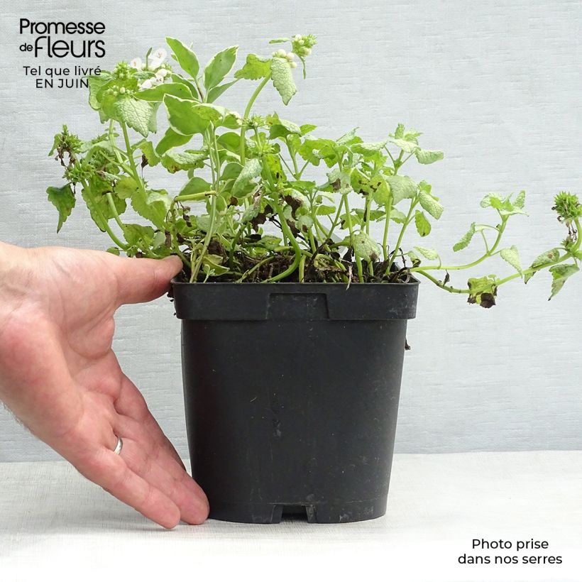 Amostra de Lamium maculatum White Nancy Vaso de 2 L/3 L tal como entregue no verão
