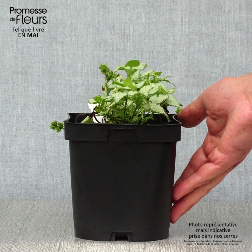 Amostra de Lamium maculatum White Nancy Vaso de 2 L/3 L tal como entregue na primavera