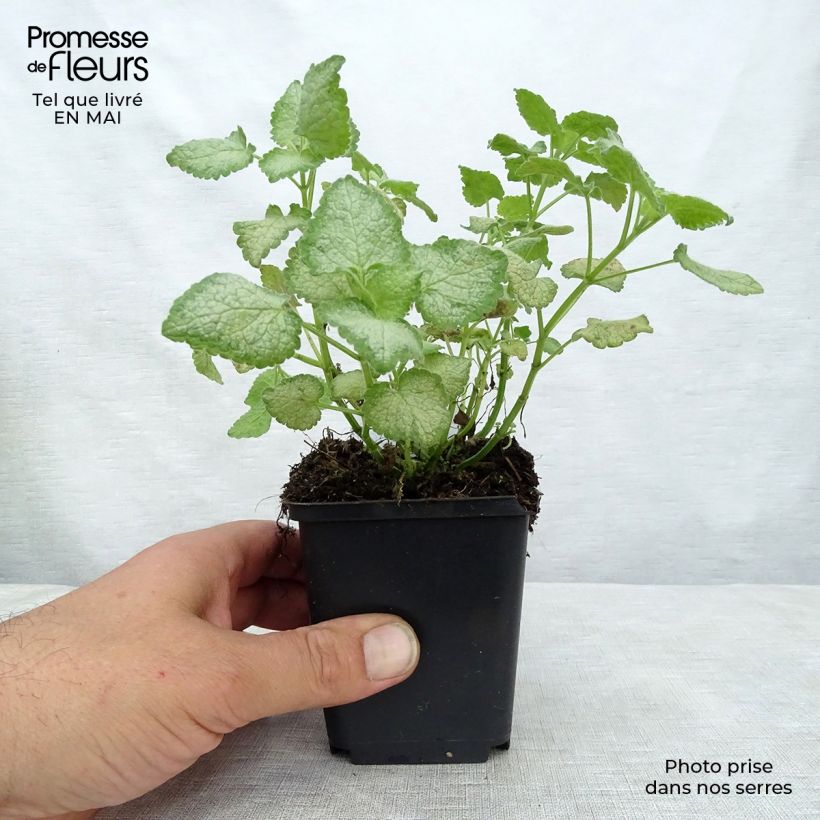 Amostra de Lamium maculatum White Nancy Vaso de 8/9 cm tal como entregue na primavera