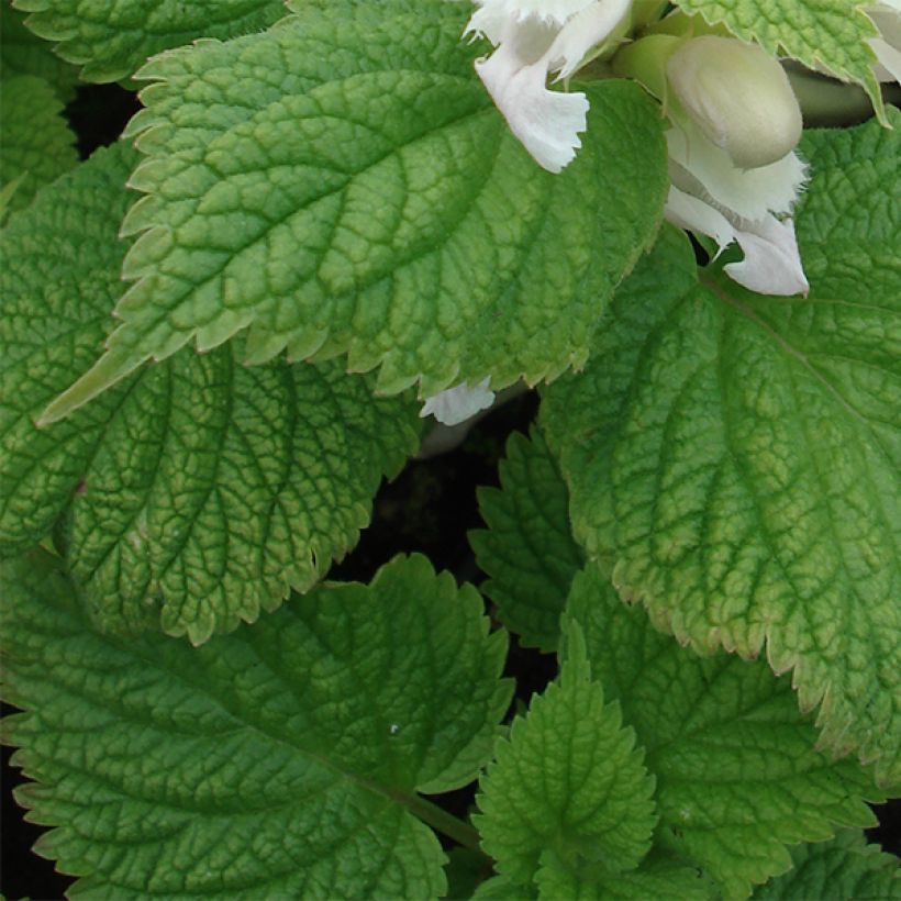 Lamium orvala Album (Folhagem)