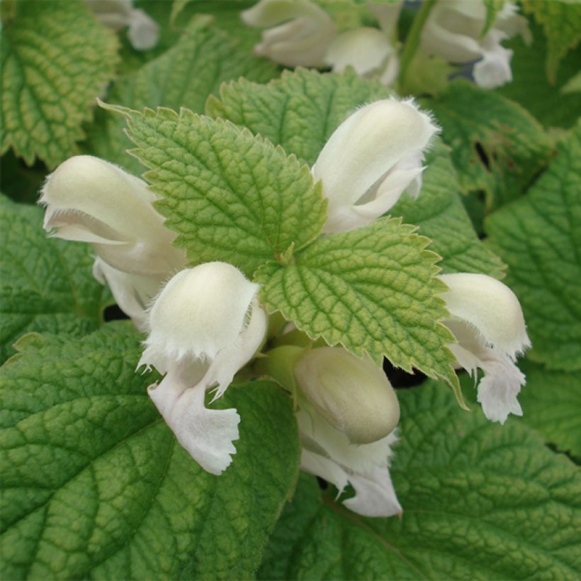 Lamium orvala Album (Floração)