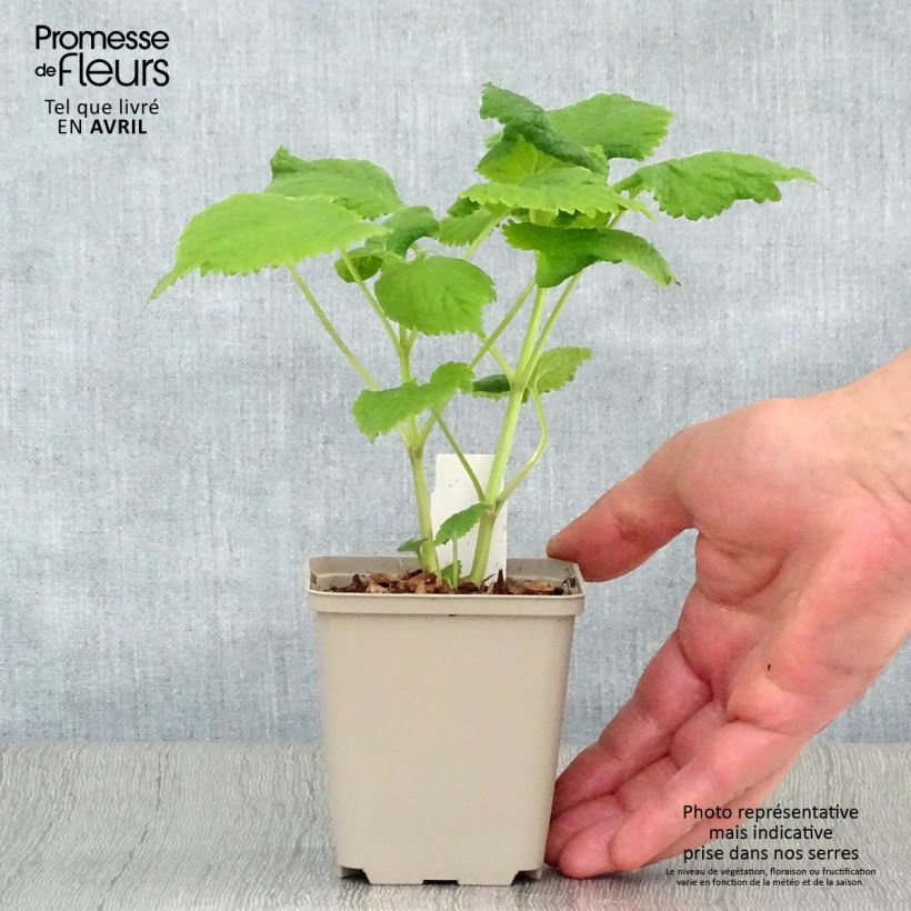 Amostra de Lamium orvala Album Vaso de 8/9 cm tal como entregue na primavera