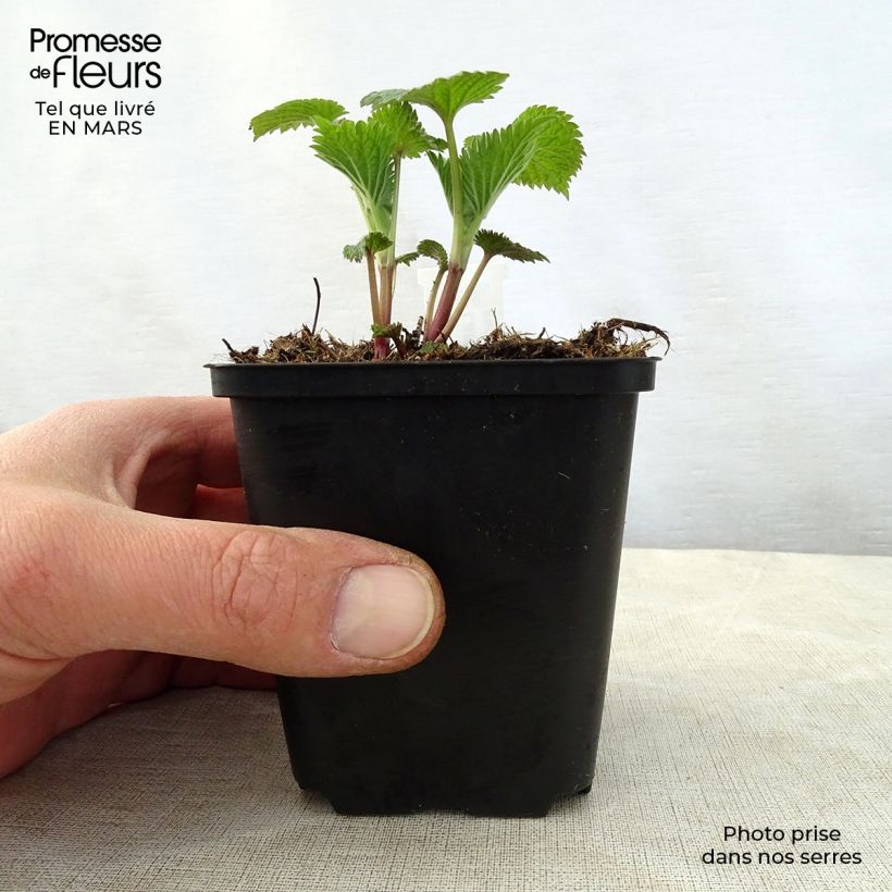 Amostra de Lamium orvala Vaso de 8/9 cm tal como entregue na primavera