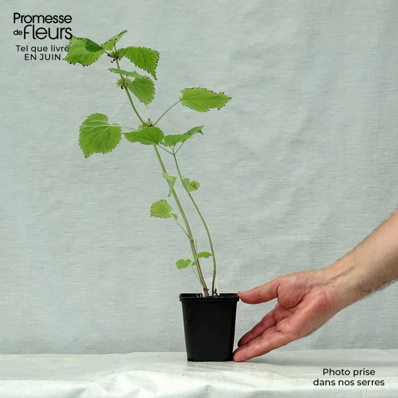 Amostra de Lamium orvala Vaso de 8/9 cm tal como entregue no verão