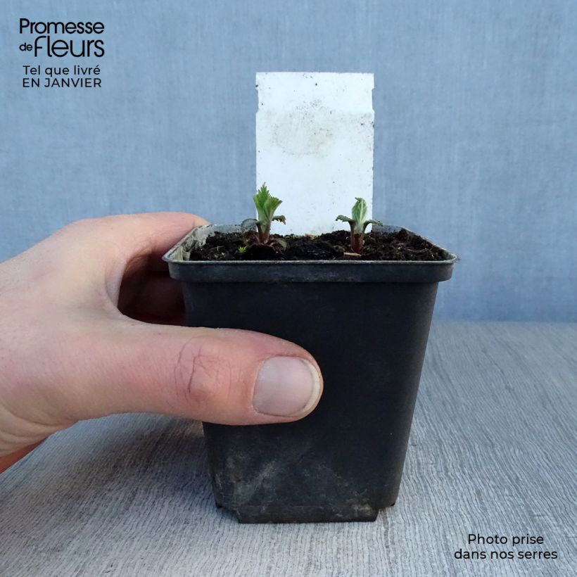 Amostra de Lamium orvala - Lamier orvale Vaso de 8/9 cm tal como entregue no inverno