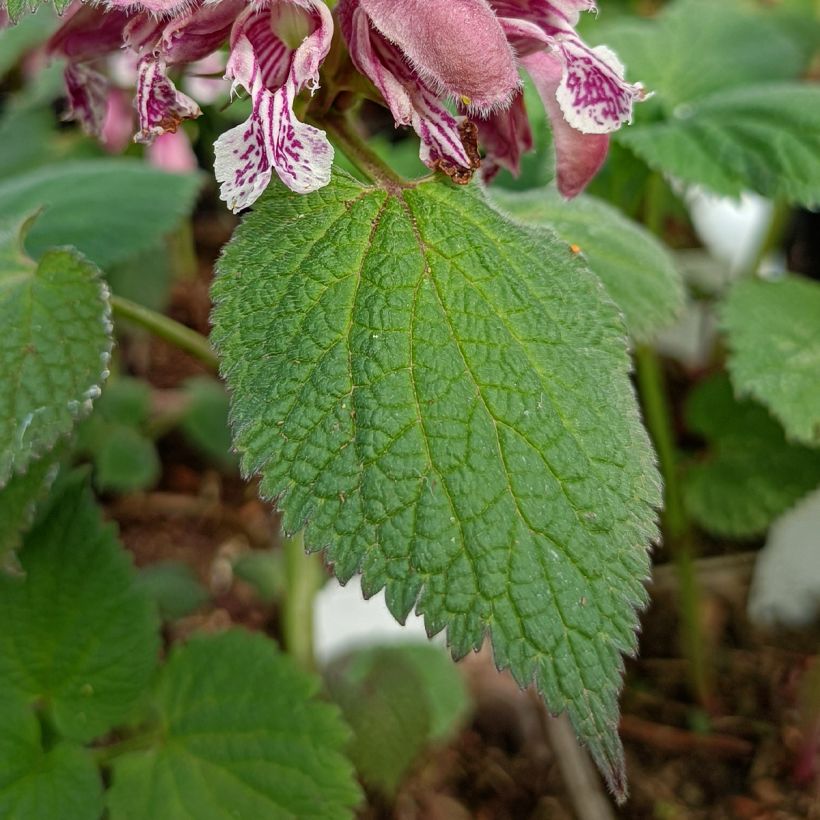 Lamium orvala (Folhagem)