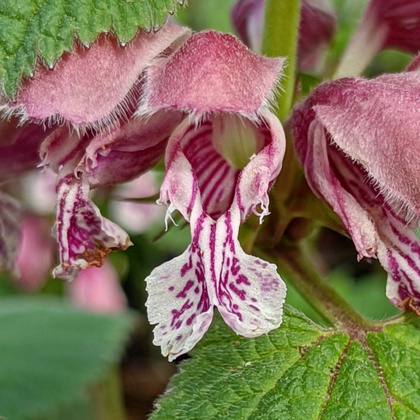 Lamium orvala (Floração)
