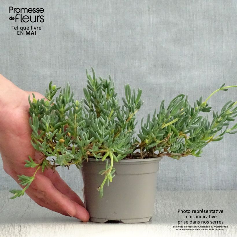 Amostra de Lampranthus aurantiacus Flores Rosa Vaso de 8/9 cm tal como entregue na primavera