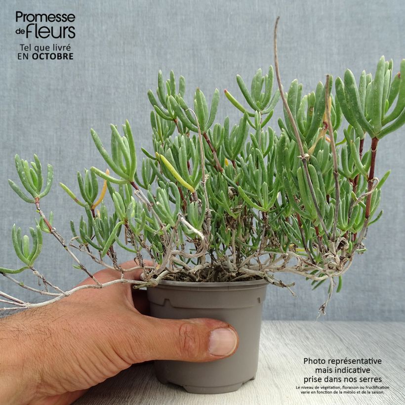 Amostra de Lampranthus aurantiacus Flores Rosa Vaso de 8/9 cm tal como entregue no outono