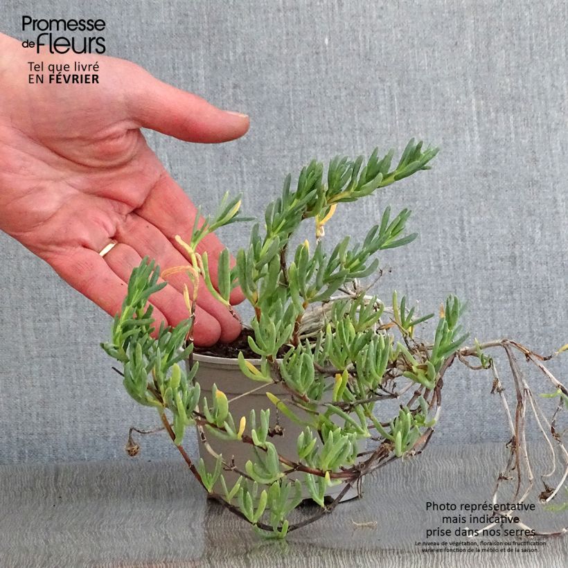 Amostra de Lampranthus aurantiacus Fleurs roses - Ficoïde orange à fleurs roses Godet de 8/9 cm tal como entregue no inverno