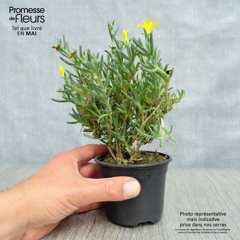 Amostra de Lampranthus aurantiacus à fleurs jaunes - Ficoïde orange Godet de 8/9 cm tal como entregue na primavera