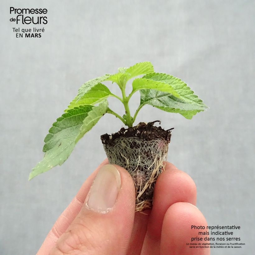 Amostra de Lantana Bloomify Red Mini-motte Ø 3/4 cm tal como entregue na primavera