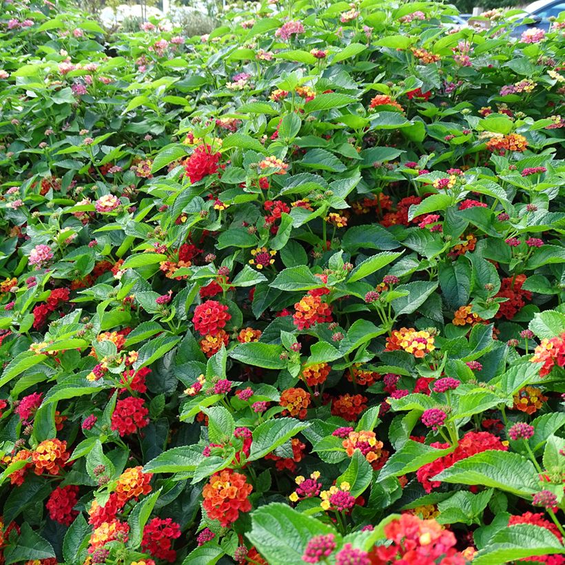 Lantana camara Bloomify Red (Hábito)