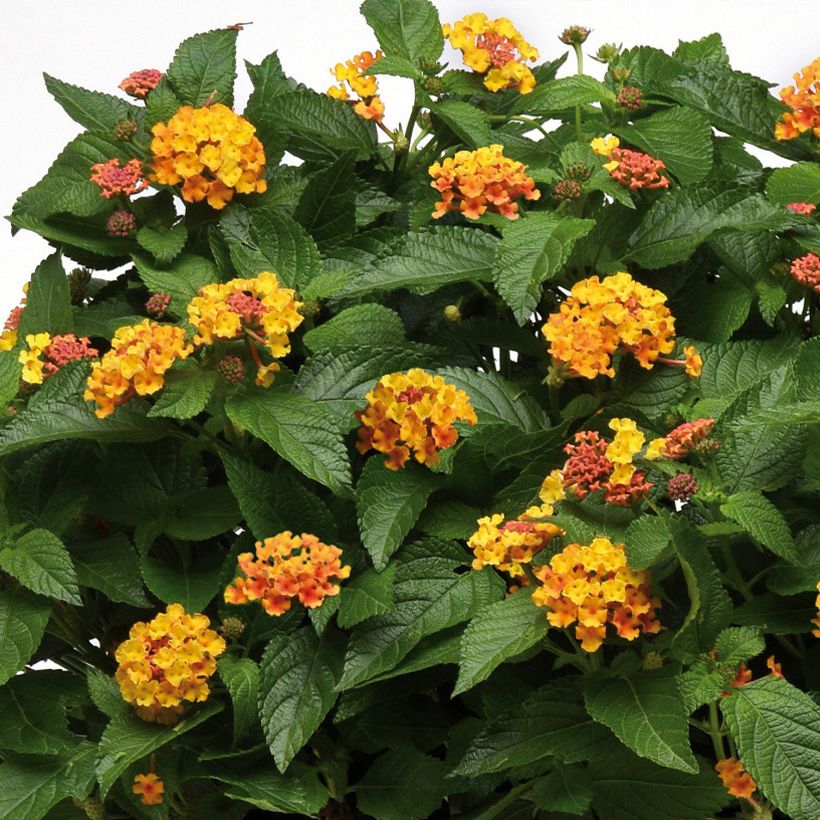 Lantana camara Bloomify Orange (Floração)