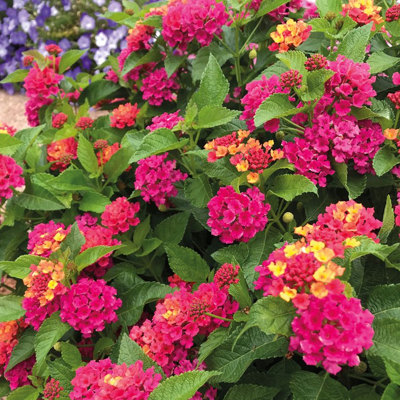 Lantana camara Bloomify Pink (Floração)