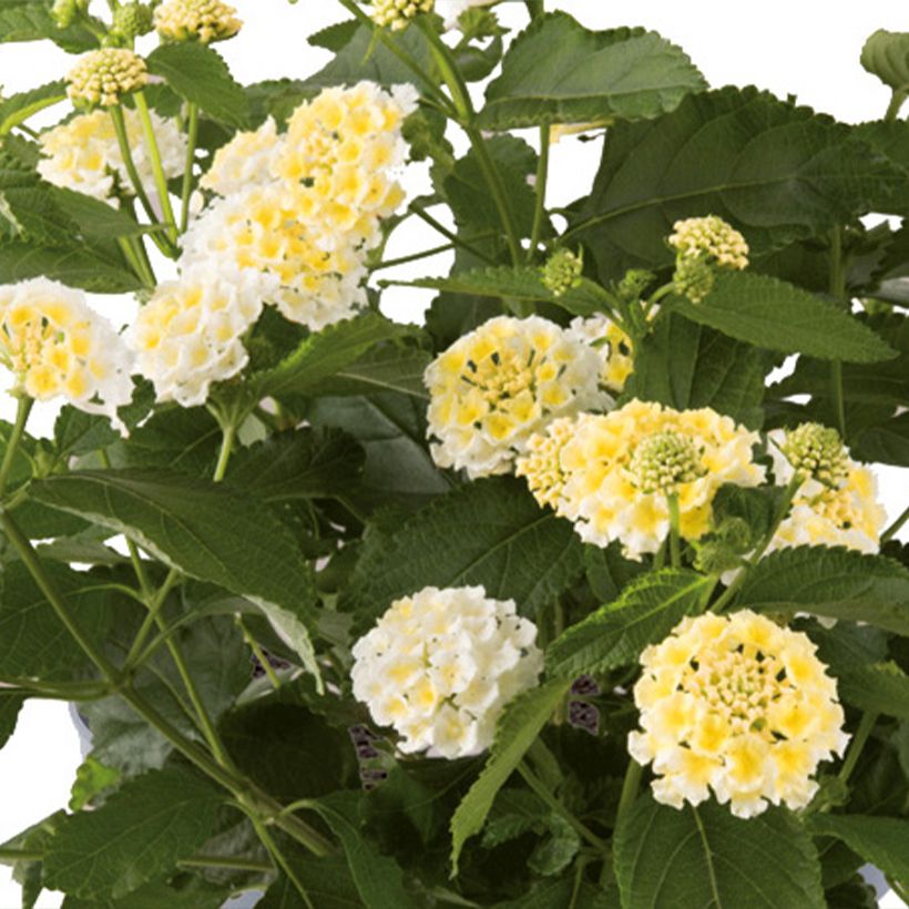 Lantana camara Bloomify White (Floração)