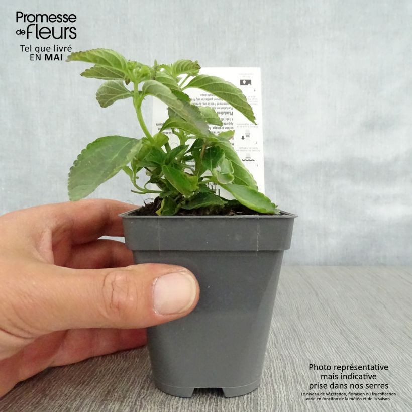 Amostra de Lantana Calippo Tutti Frutti Vaso de 8/9 cm tal como entregue na primavera