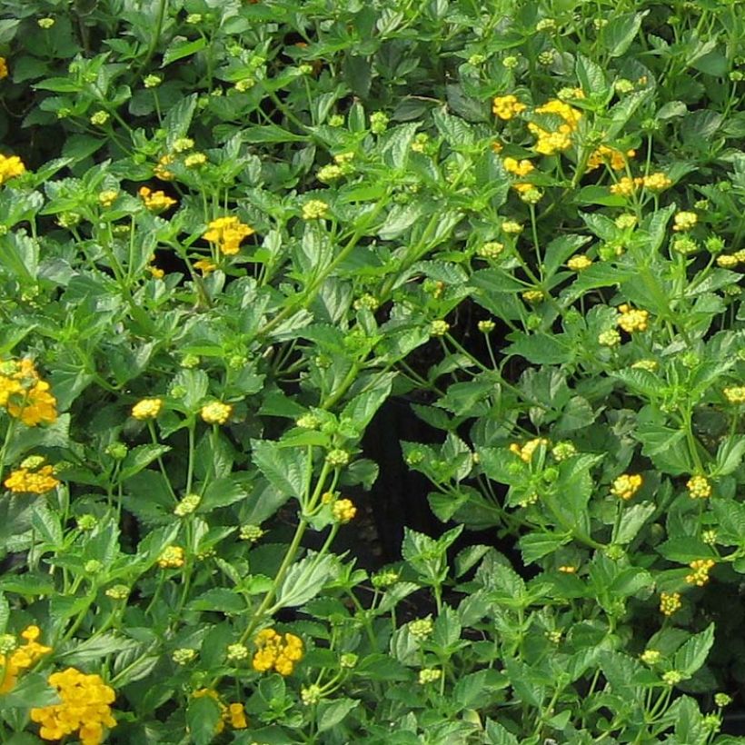 Lantana camara Chapel Hill Gold (Folhagem)