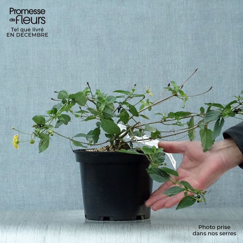 Amostra de Lantana camara Chapel Hill Gold Vaso de 2 L/3 L tal como entregue no inverno