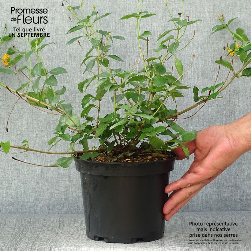 Amostra de Lantana camara Chapel Hill Gold Vaso de 2 L/3 L tal como entregue no outono