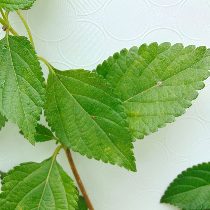 Lantana camara Chapel Hill Yellow (Folhagem)