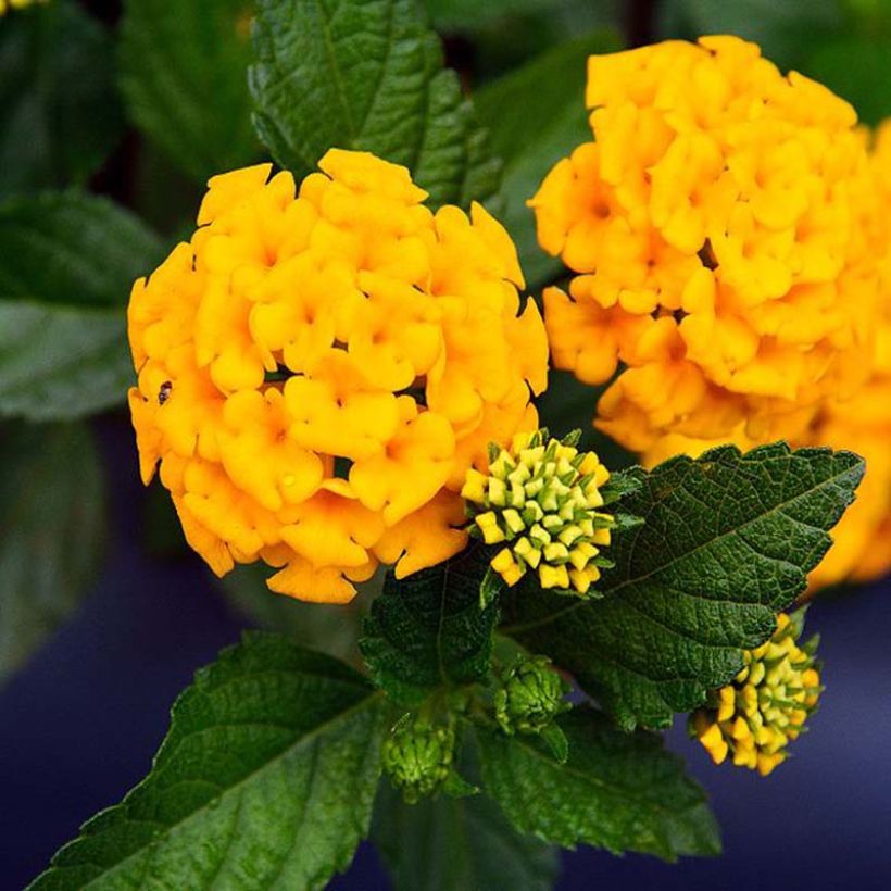 Lantana camara Chapel Hill Yellow (Floração)
