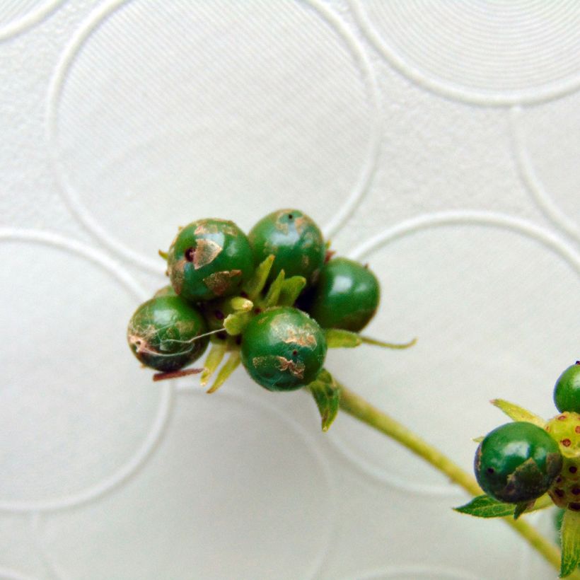 Lantana camara Chapel Hill Yellow (Colheita)