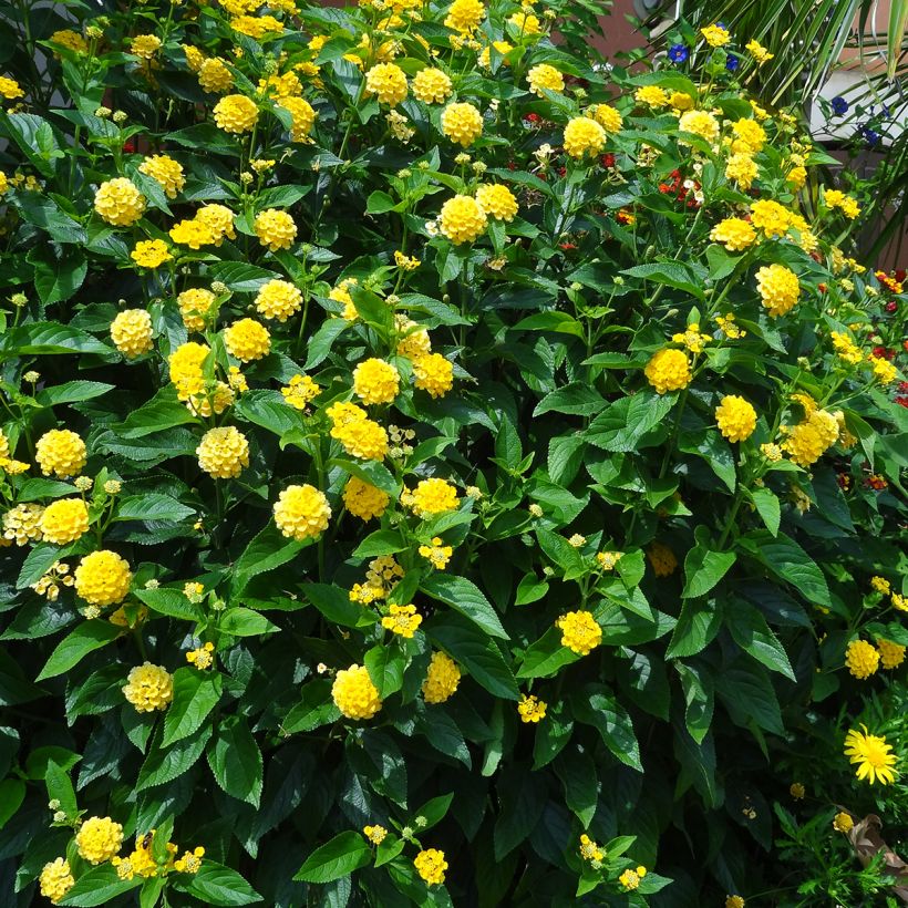 Lantana camara Chapel Hill Yellow (Hábito)