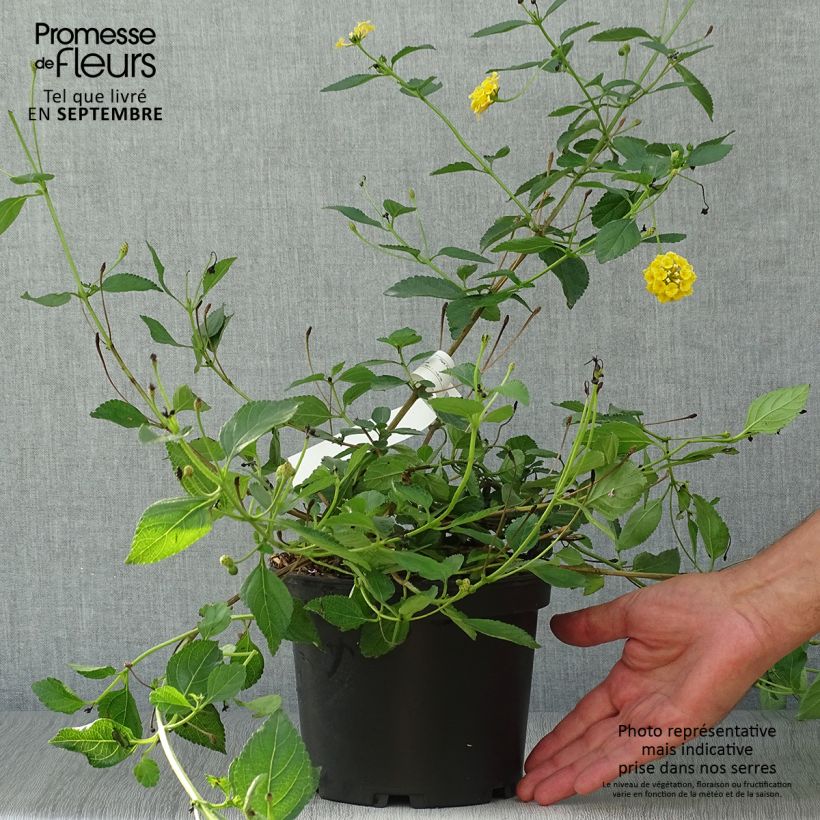Amostra de Lantana camara Chapel Hill Yellow Vaso de 2 L/3 L tal como entregue no outono