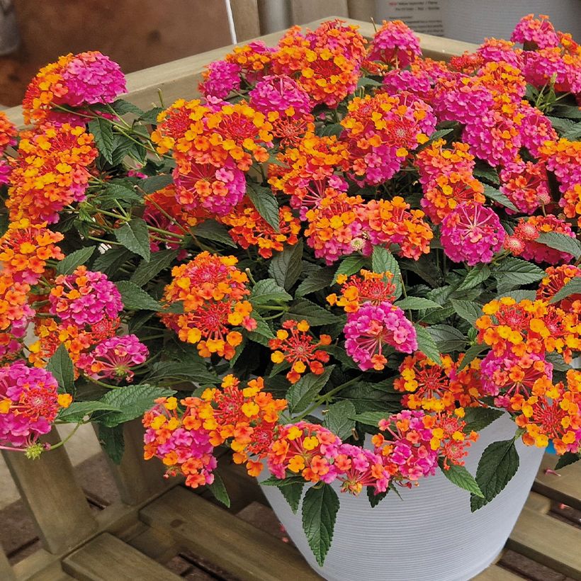 Lantana camara PassionFruit (Hábito)