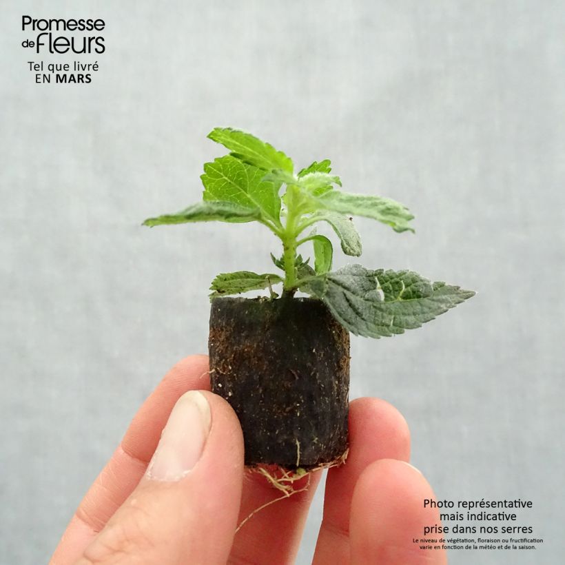 Amostra de Lantana camara Evita Rose Mini-motte Ø 3/4 cm tal como entregue na primavera