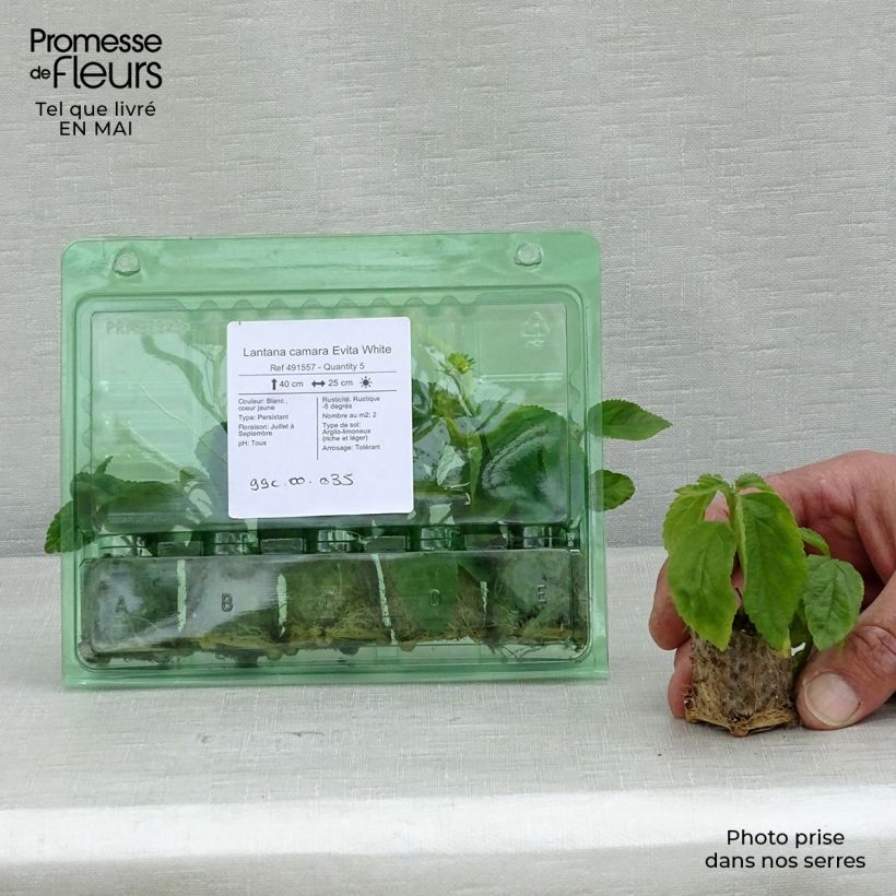 Amostra de Lantana camara Evita White Mini-motte Ø 3/4 cm tal como entregue na primavera
