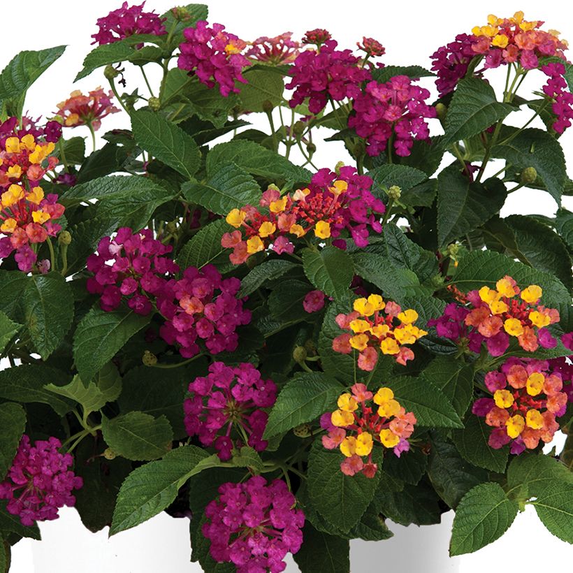 Lantana camara Gem Diva Pink (Floração)