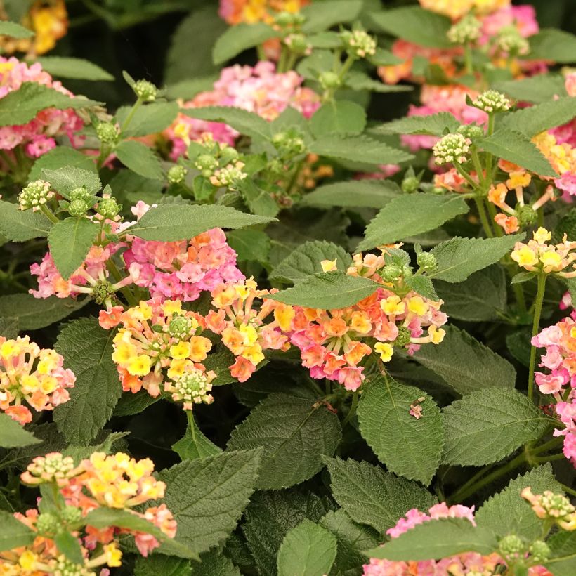 Lantana camara Evita Rose (Floração)