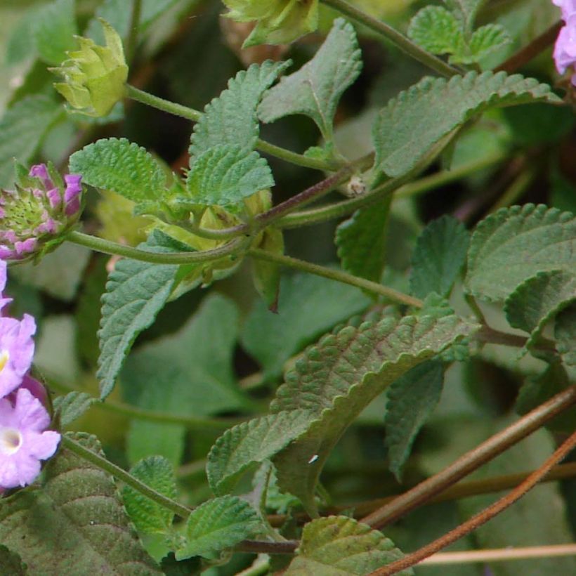 Lantana montevidensis Mauve (Folhagem)