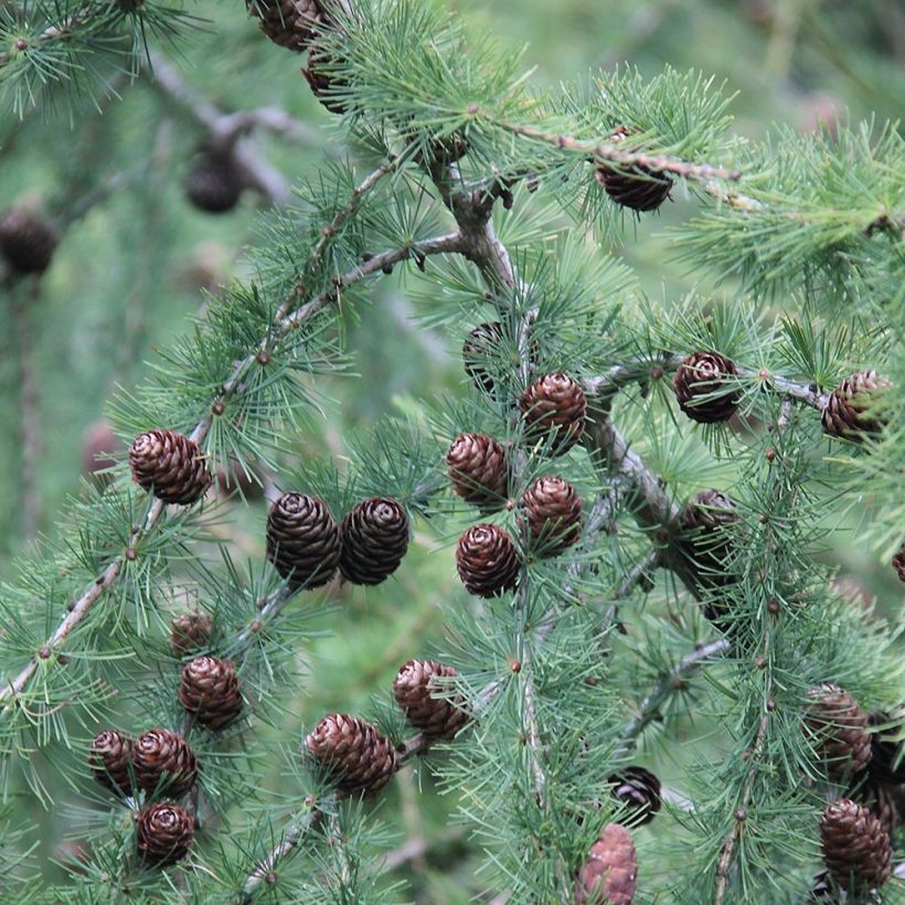 Larício-europeu - Larix decidua (Colheita)
