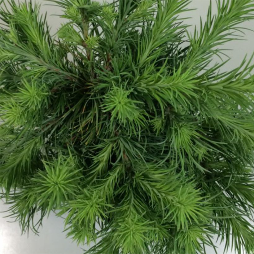 Lariço-do-japão Blue Dwarf - Larix kaempferi (Folhagem)