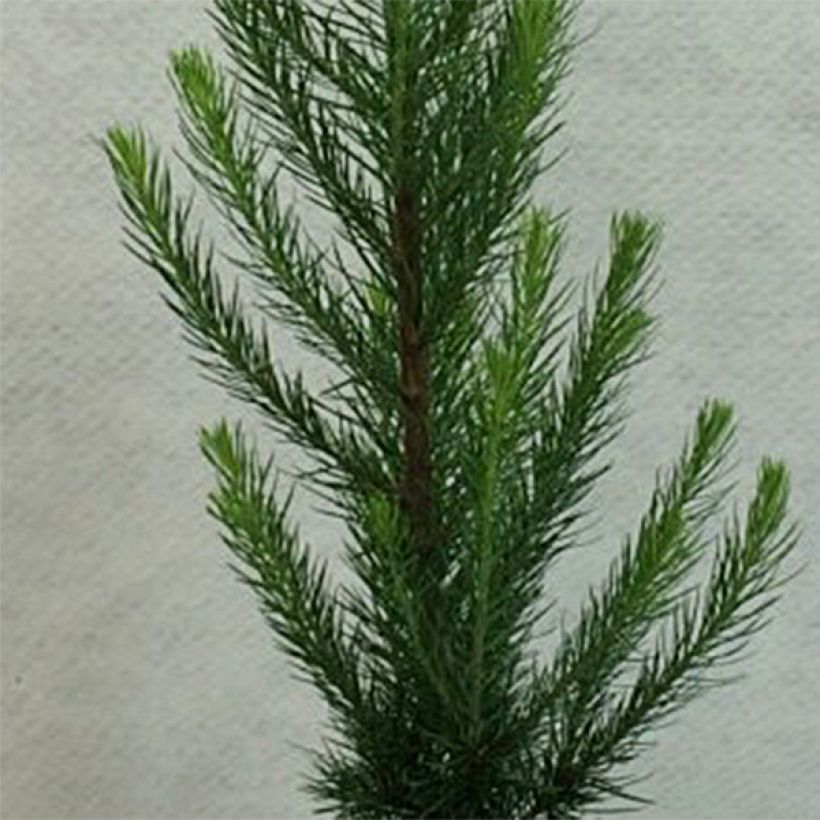 Lariço-do-japão Jakobsen's Pyramid - Larix kaempferi (Folhagem)