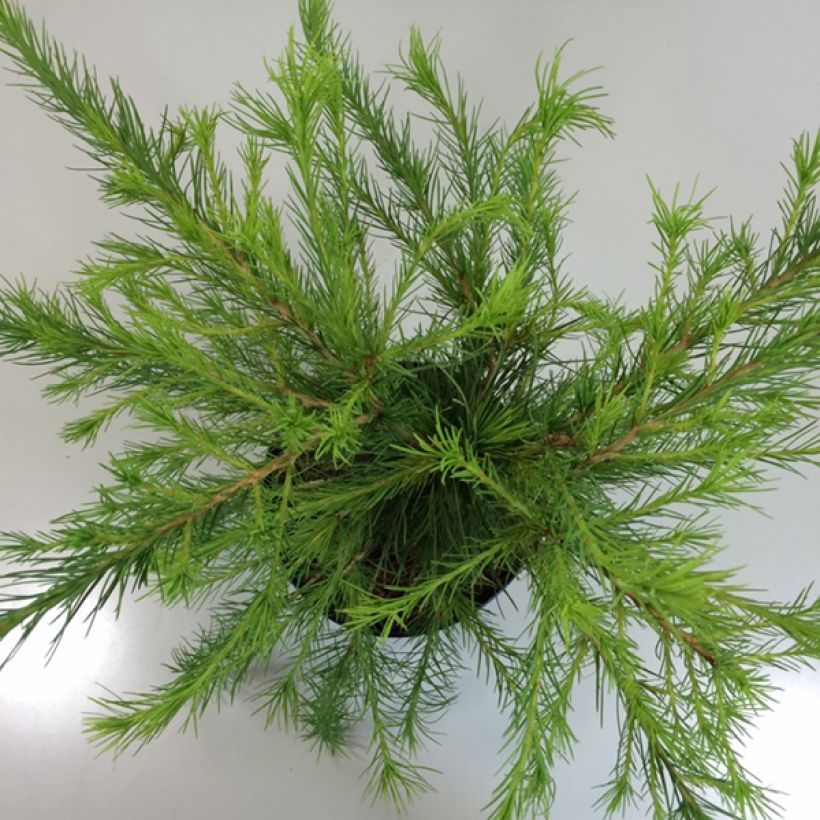 Larix laricina Arethusa Bog - Alerce americano (Folhagem)