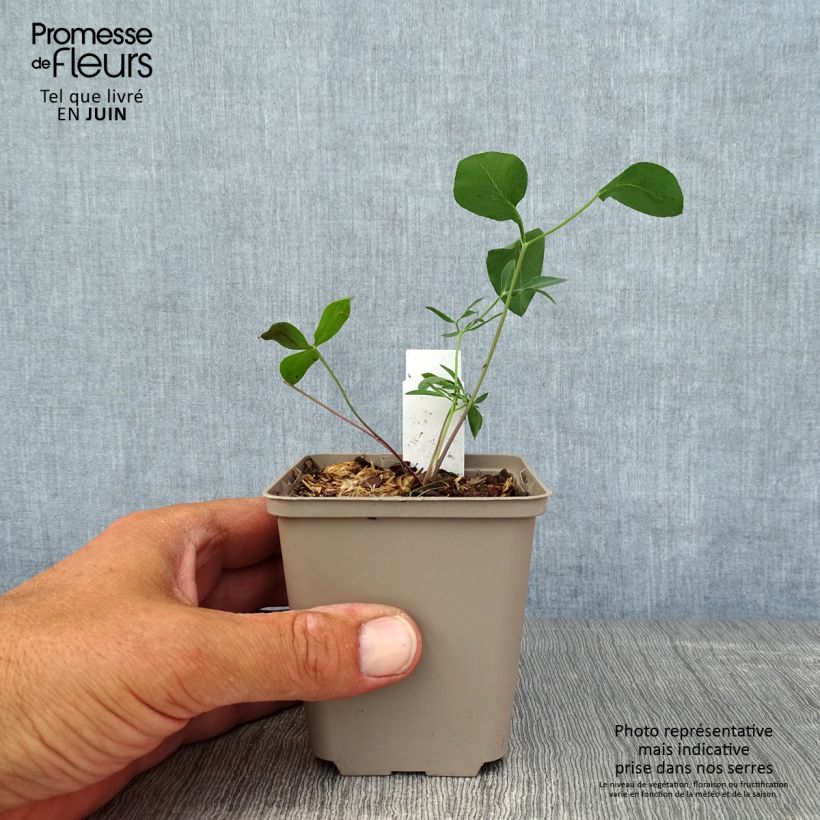 Amostra de Laserpitium siler Vaso de 8/9 cm tal como entregue no verão