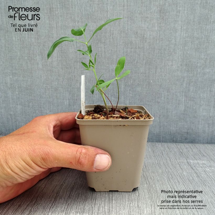 Amostra de Laserpitium siler Vaso de 8/9 cm tal como entregue na primavera