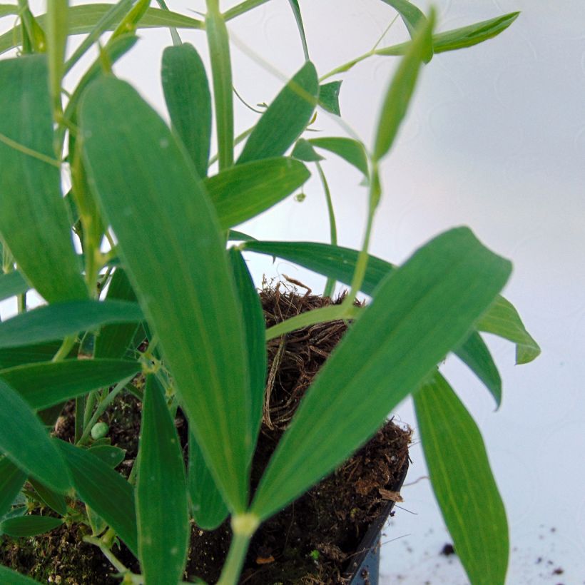 Ervilhaca de folhas largas Pink Pearl (Folhagem)