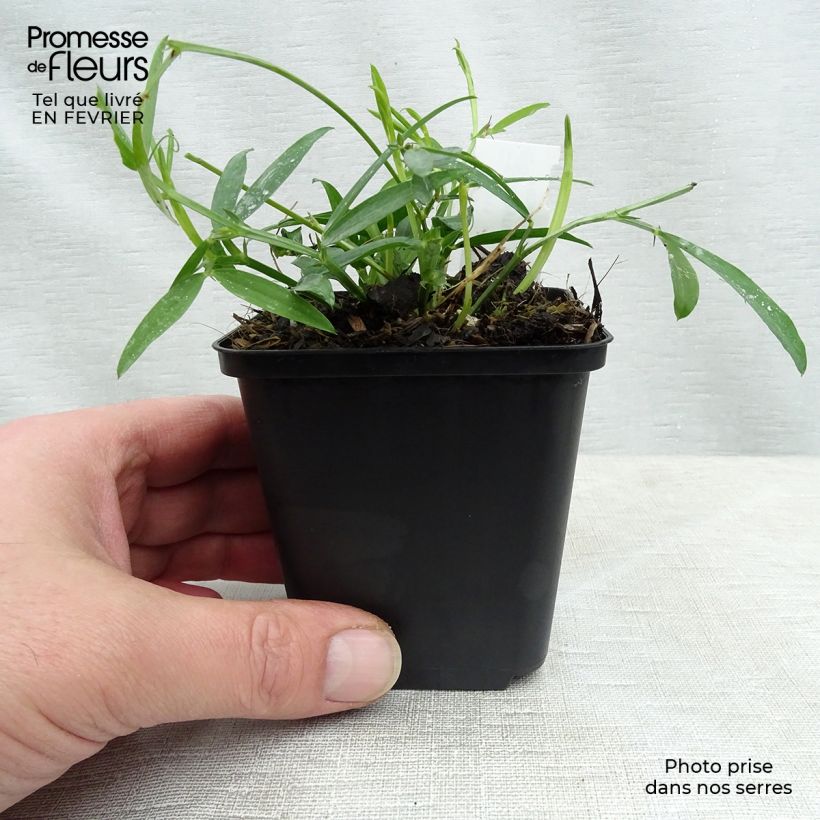 Amostra de Ervilhaca de folhas largas Pink Pearl Vaso de 8/9 cm tal como entregue no inverno