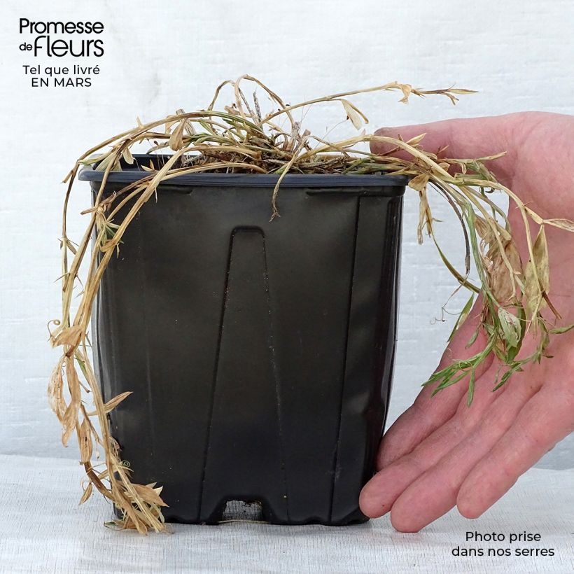 Amostra de Ervilhaca de folhas largas Pink Pearl Vaso de 2 L/3 L tal como entregue na primavera