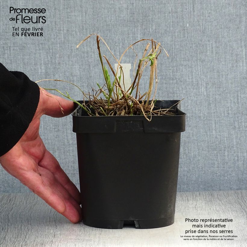 Amostra de Ervilhaca de folhas largas Pink Pearl Vaso de 2 L/3 L tal como entregue no inverno