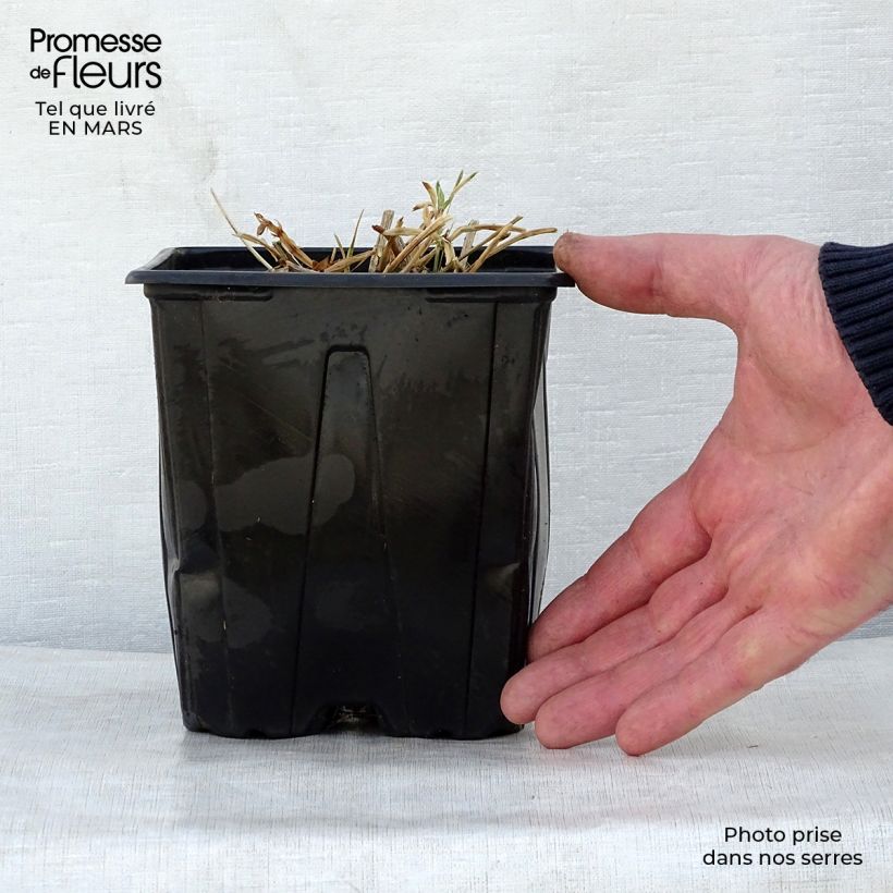 Amostra de Ervilhaca de folhas largas Red Pearl Vaso de 2 L/3 L tal como entregue na primavera