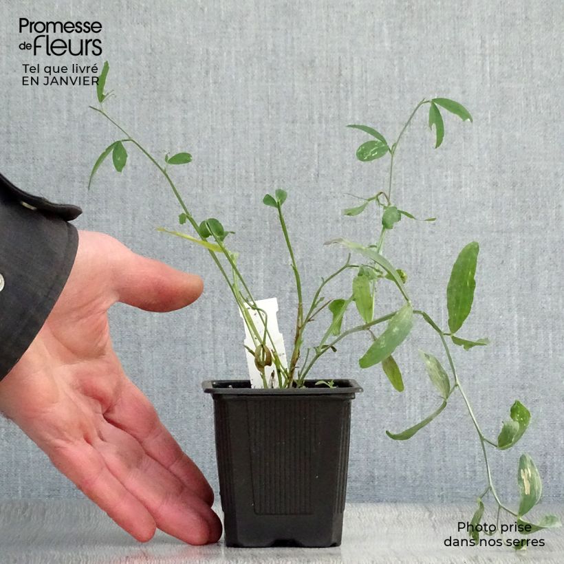 Amostra de Lathyrus latifolius White Pearl  Vaso de 8/9 cm tal como entregue no inverno