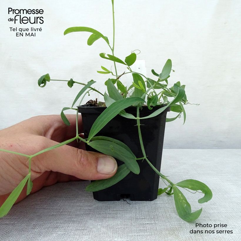 Amostra de Ervilhaca de folhas largas White Pearl Vaso de 8/9 cm tal como entregue na primavera