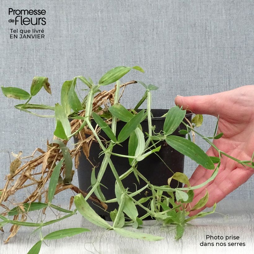 Amostra de Lathyrus latifolius White Pearl  Vaso de 2 L/3 L tal como entregue no inverno