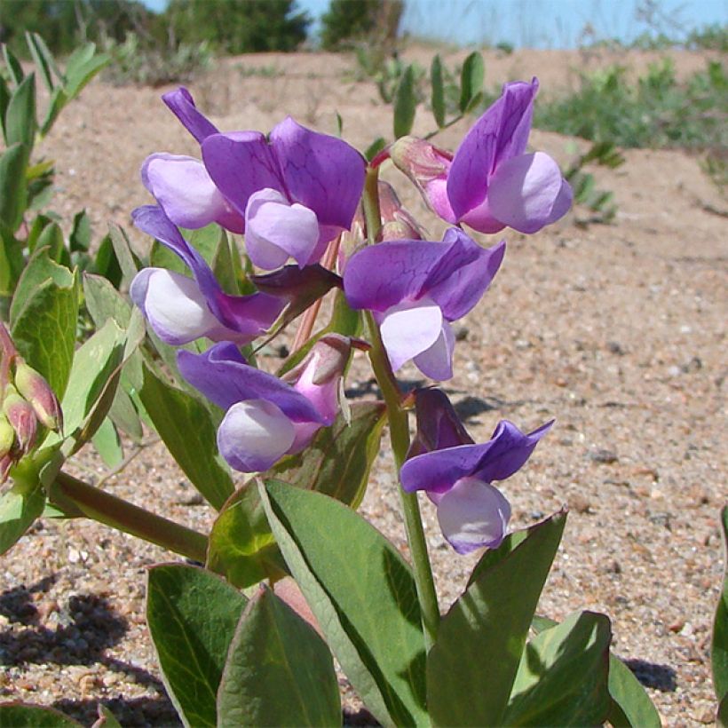 Lathyrus maritimus (Floração)